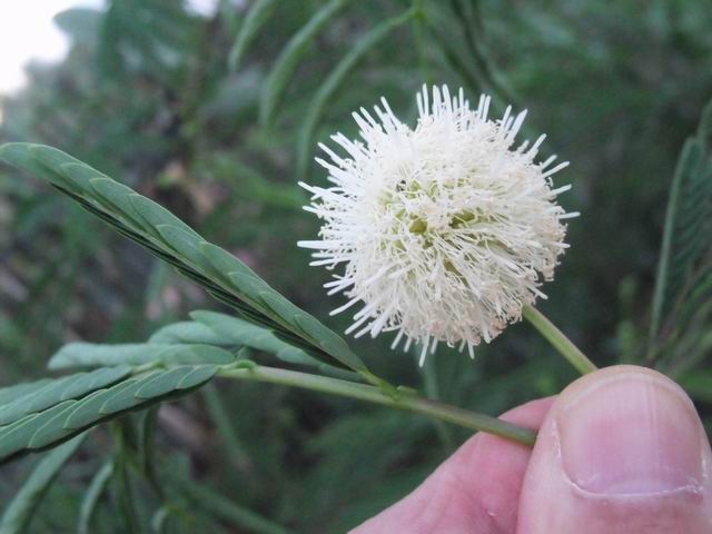 Leucaena leucocephala (Fabaceae)